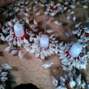BSM Poultry Farm